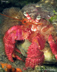 Hermit crab. Saint-Florent bay, Corsica. Canon G10 & Inon... by Bea & Stef Primatesta 